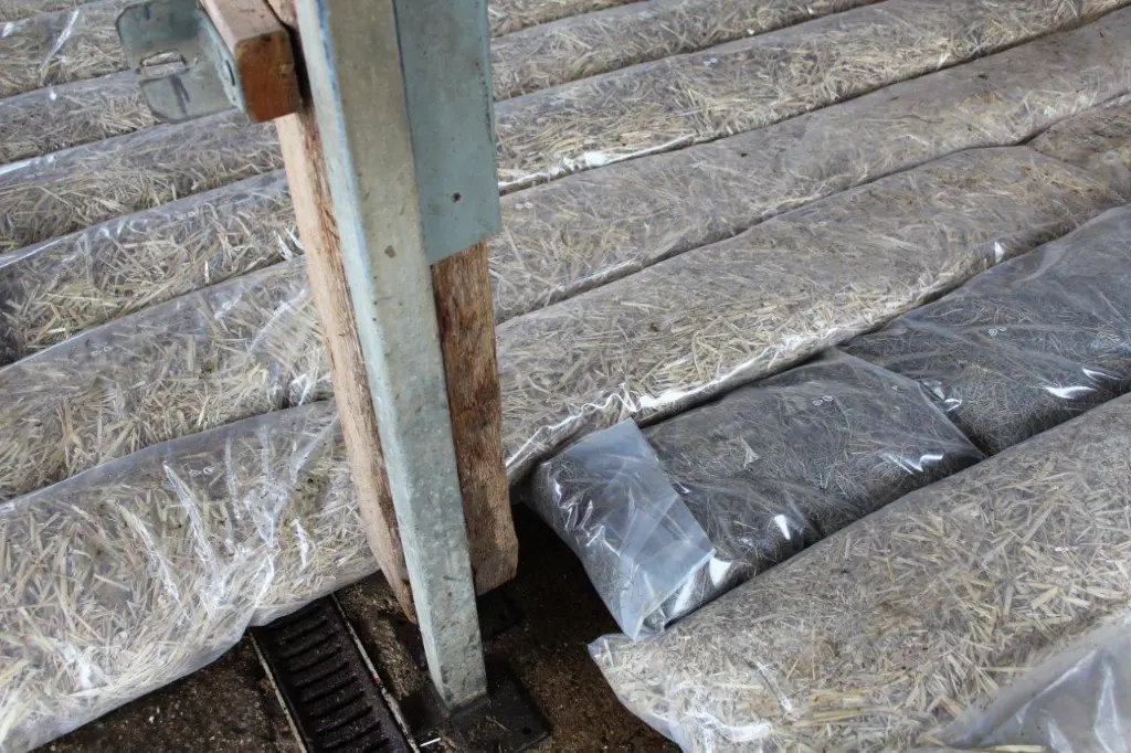 Wiewiese-Draingitter (3).webp