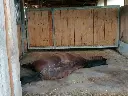 Testfläche 2x2m - WieWiese-Soft-Dry + Versandkostenanteil