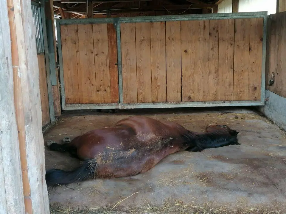 Testfläche 2x2m - WieWiese-Soft&Comfort + Versandkostenanteil (Pferde mit Eisen)